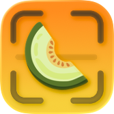 Honeydew